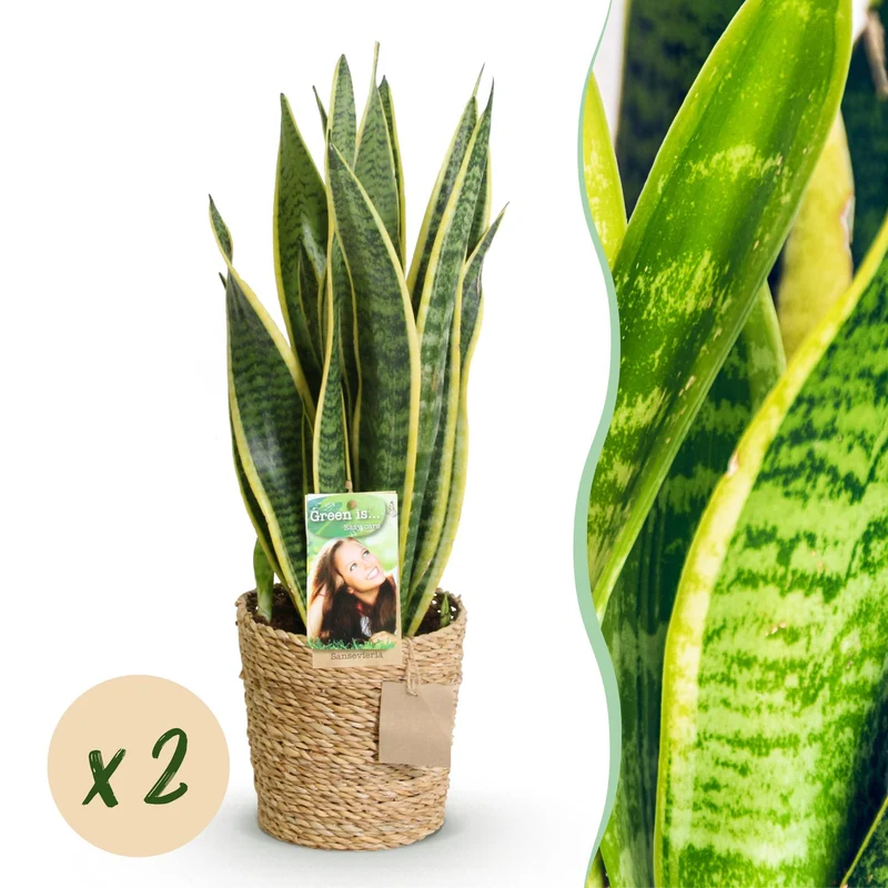 Sanseveria Laurentii