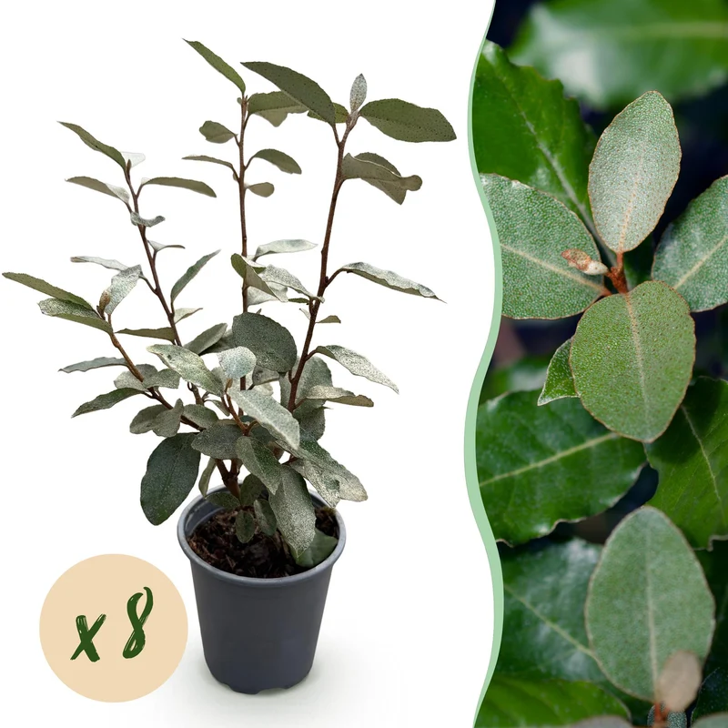 Eleagnus ebbingei Compacta