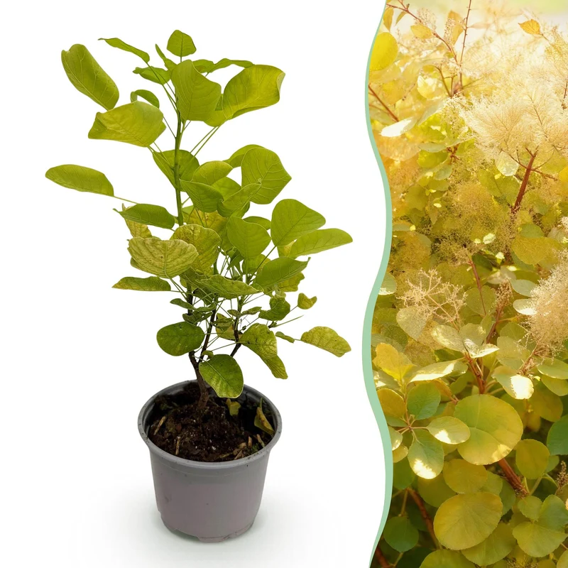 Cotinus coggyria Golden Spirit