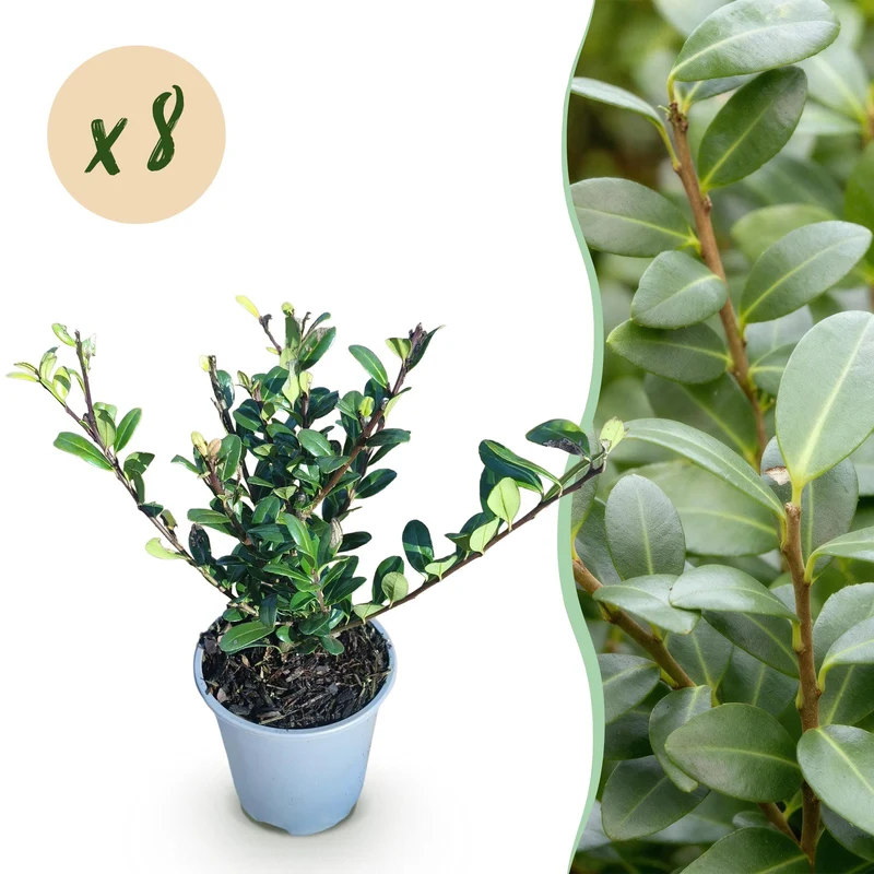 Ilex crenata Caroline Upright