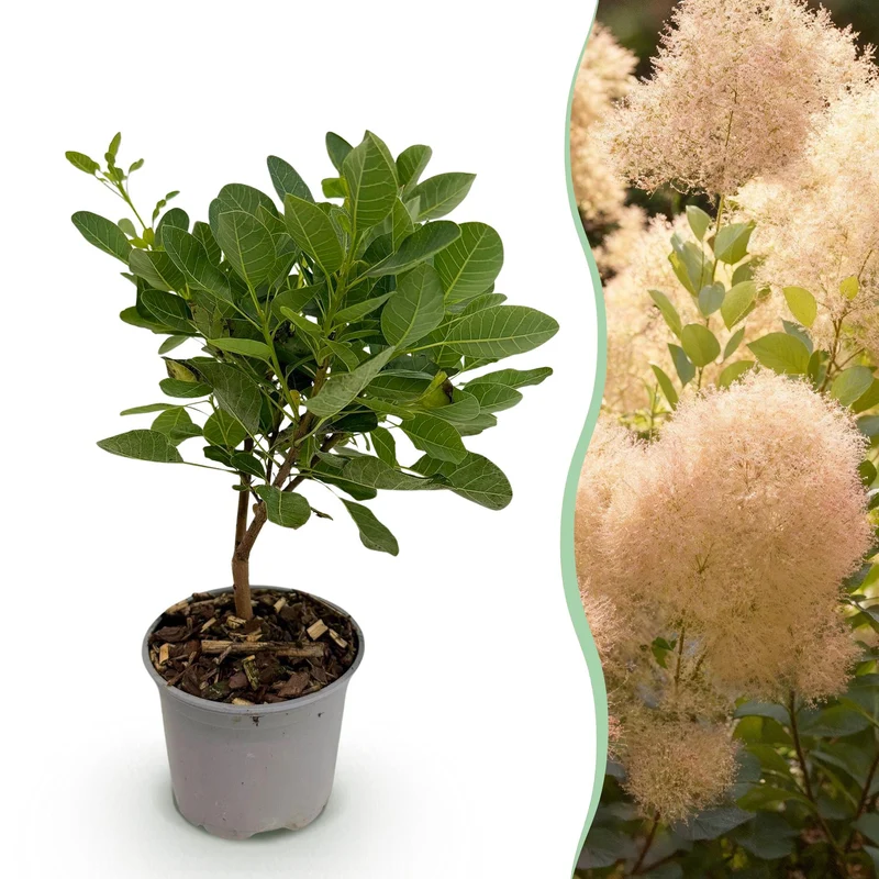 Cotinus coggyria Young Lady