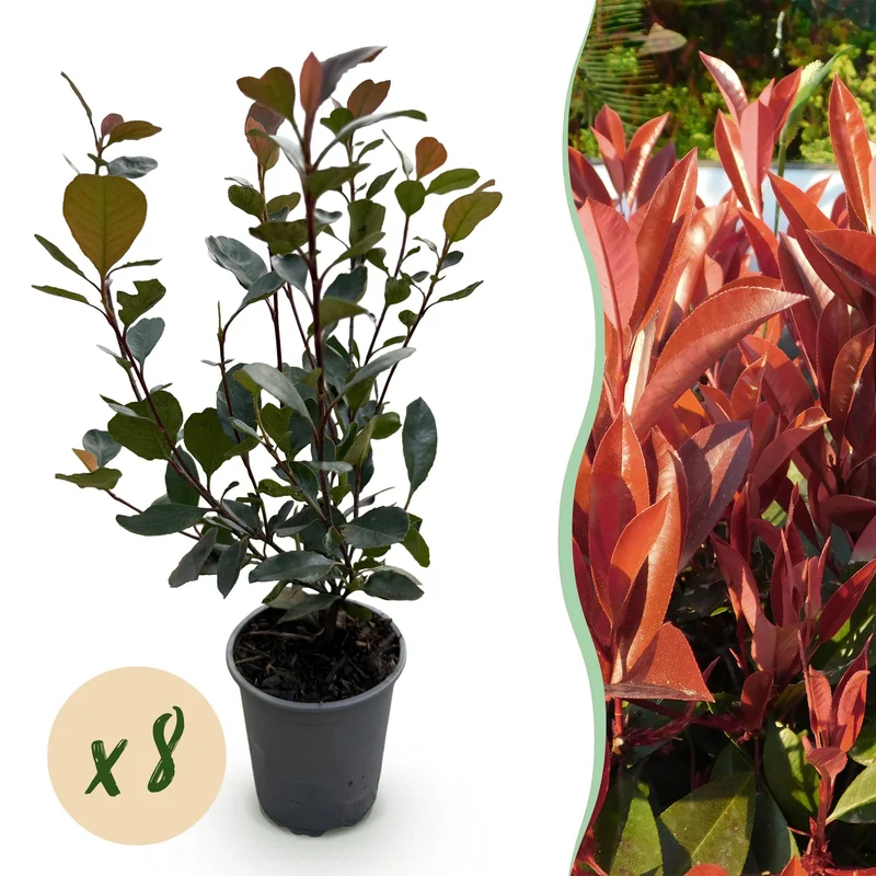 Photinia Little Red Robin