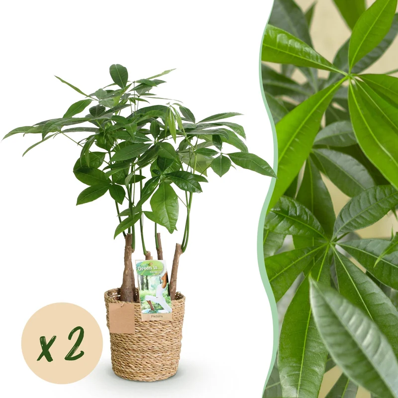 Pachira Aquatica multi stam