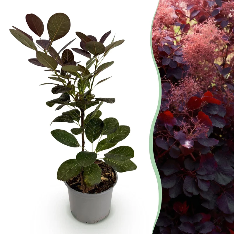 Cotinus coggyria Royal Purple