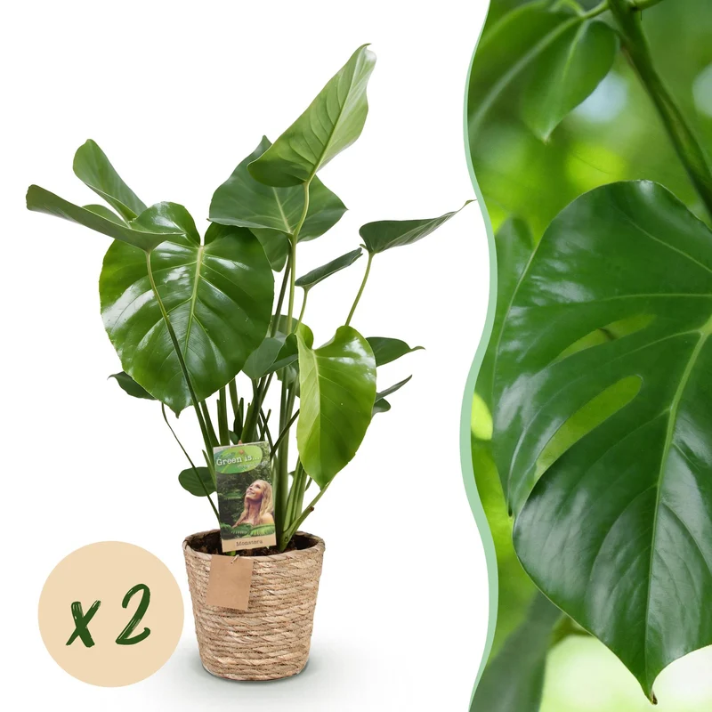 Monstera Deliciosa