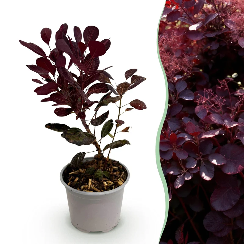 Cotinus coggyria Lilla
