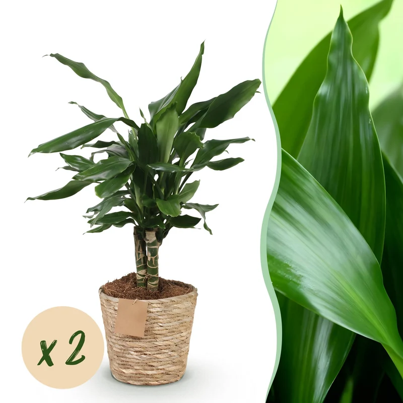 Dracaena fragrans Steudneri