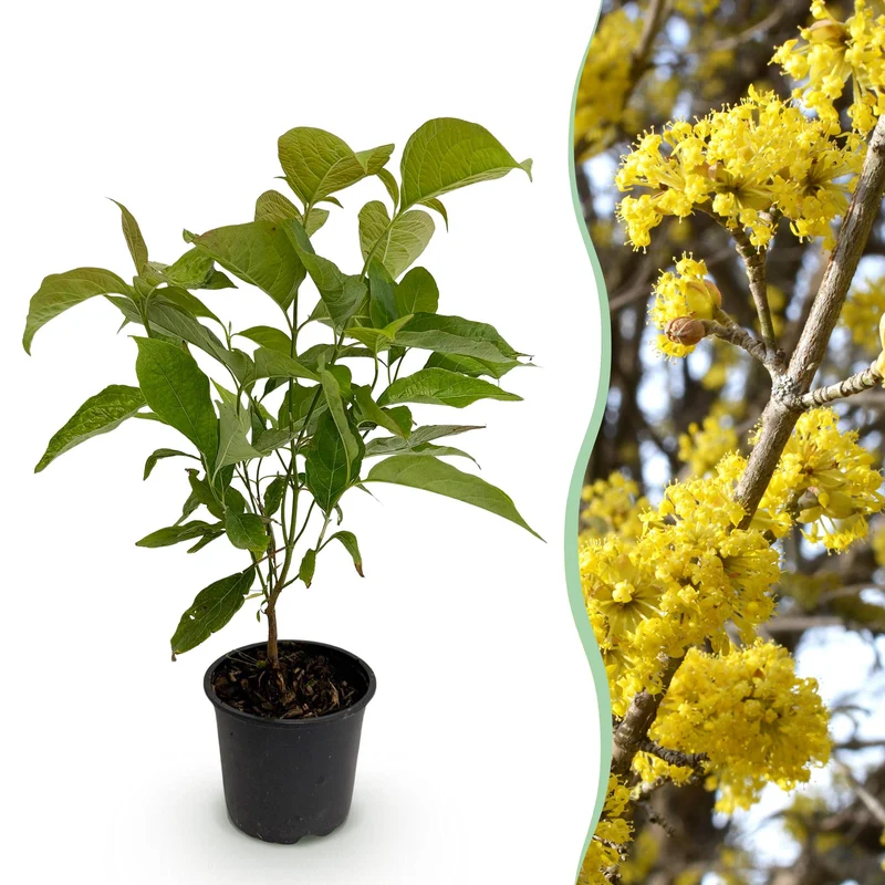 Cornus mas