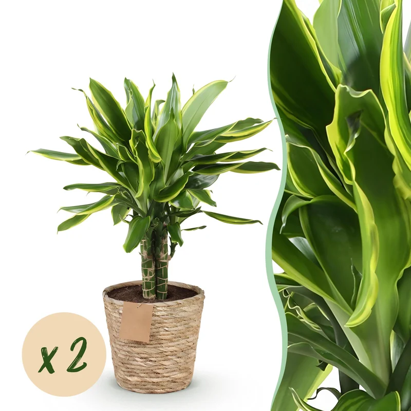 Dracaena fragrans Golden Coast