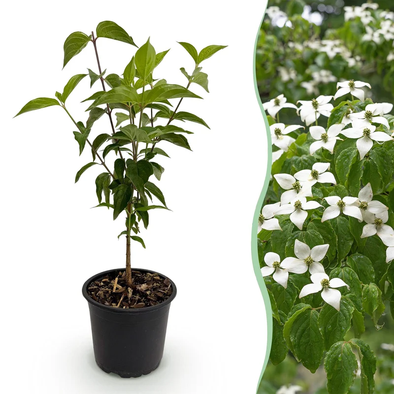 Cornus kousa chinensis