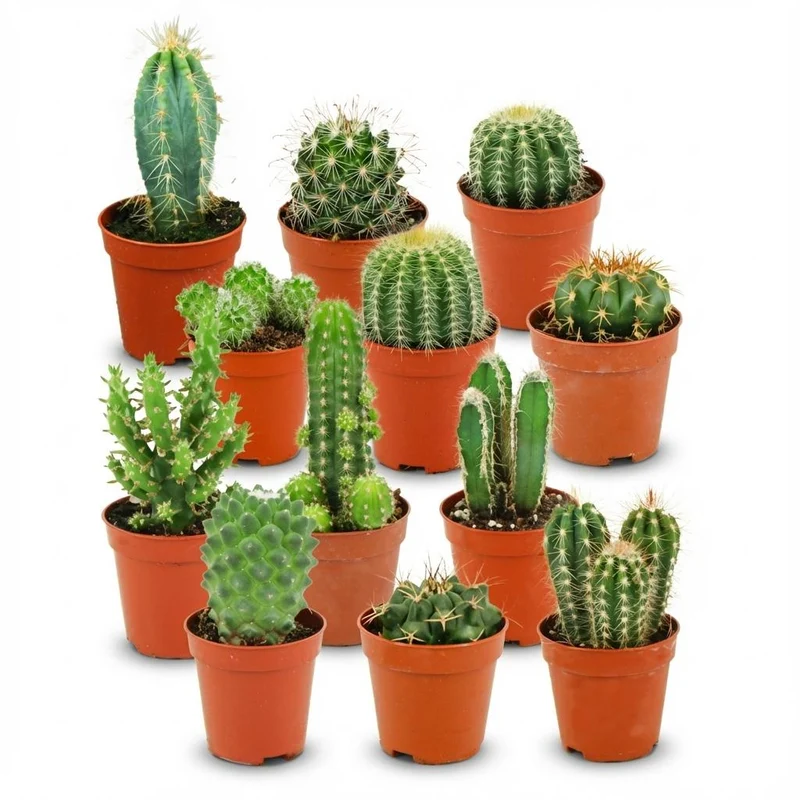 Mini Cactus Set - 12 Stuks - Ø
