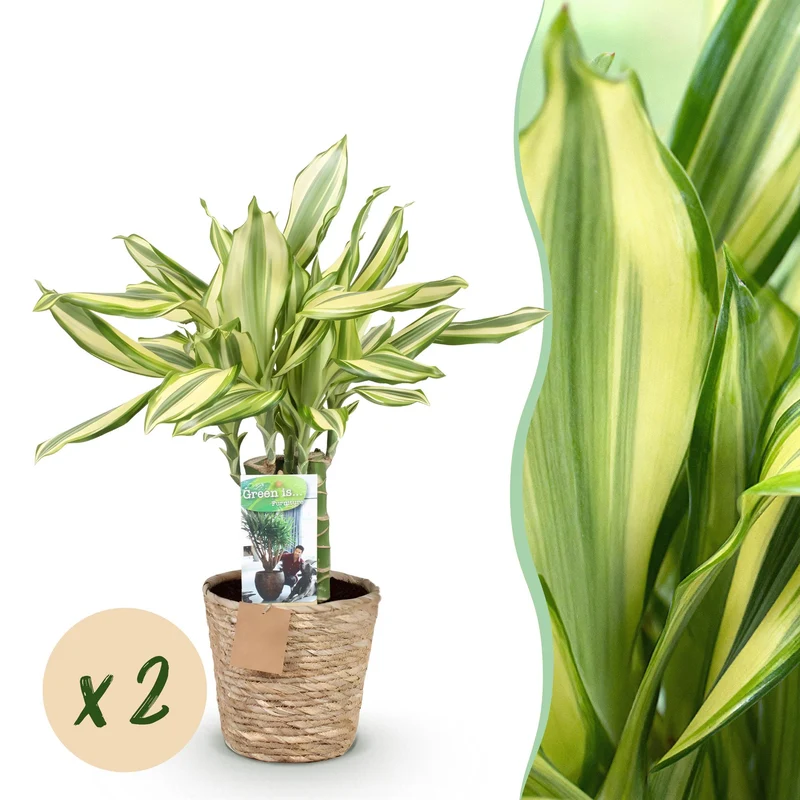 Dracaena fragrans Diamond Dream
