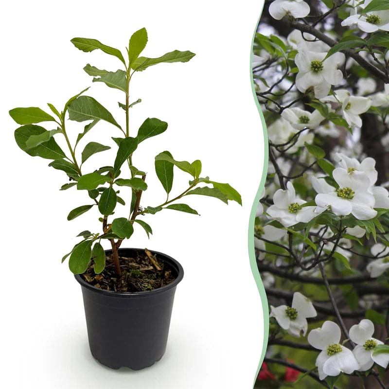 Cornus Florida