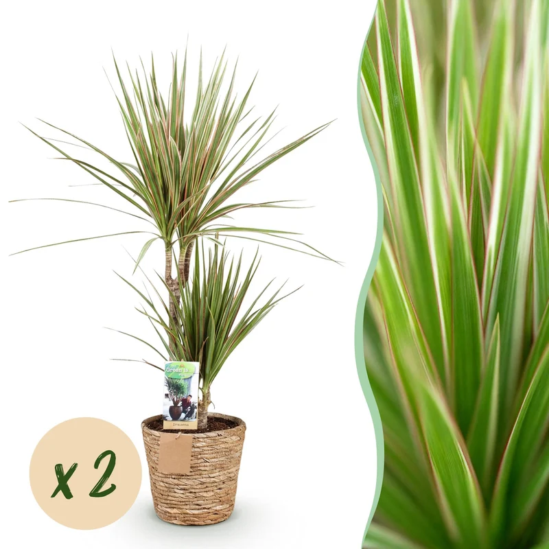 Dracaena Sunray
