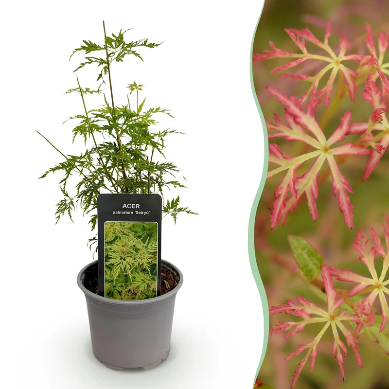 Acer palmatum Seiryu
