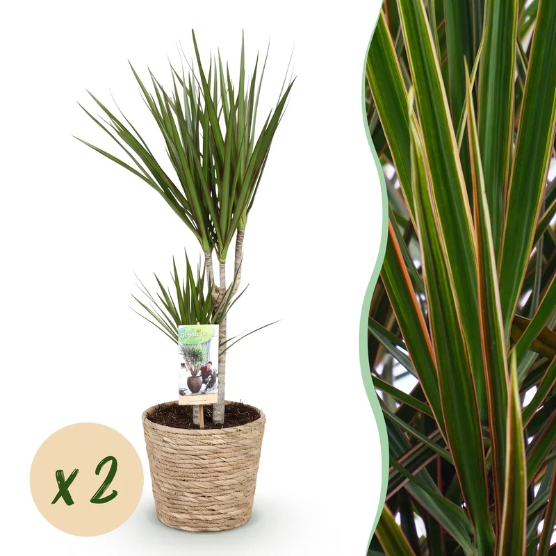 Dracaena Marginata