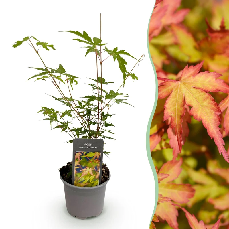 Acer palmatum Sangokaku