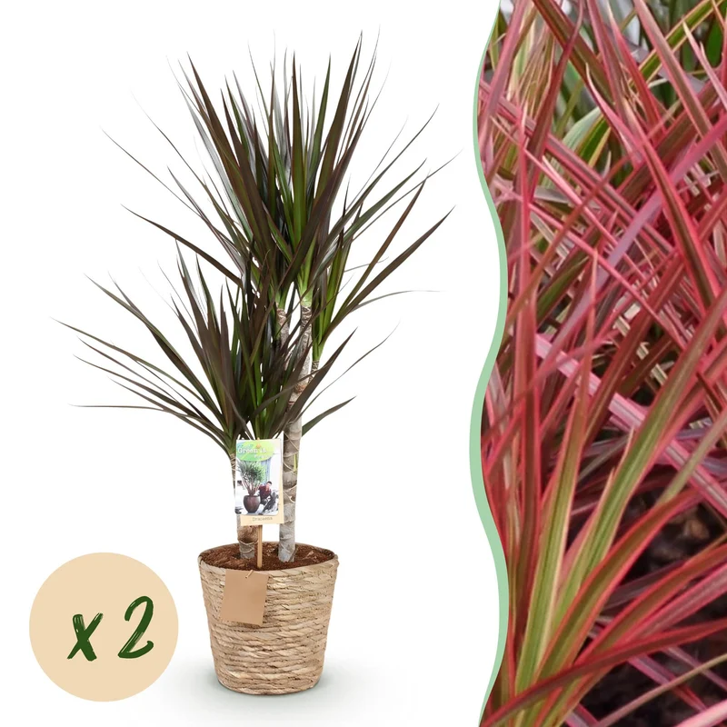 Dracaena Magenta