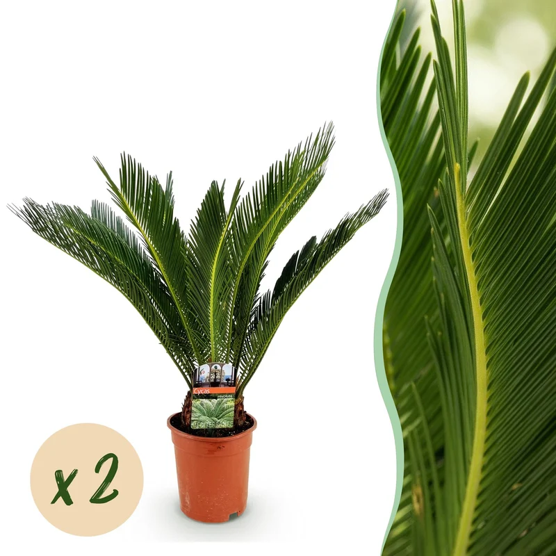 Cycas revoluta