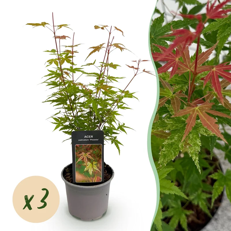 Acer palmatum Phoenix