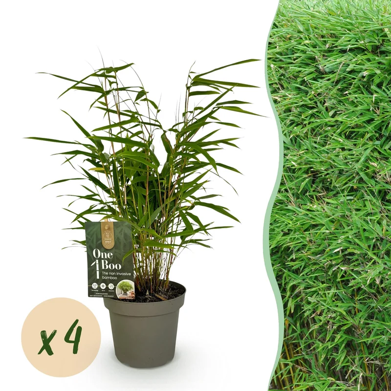 Fargesia rufa kopen, niet-woekerende tuinbamboe (4x)