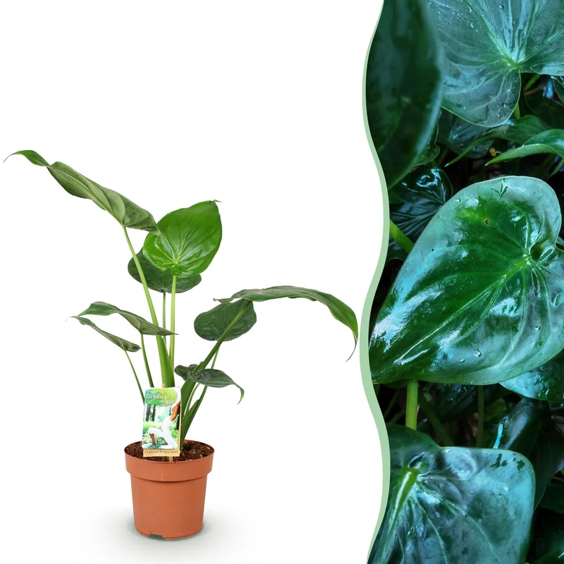Alocasia Cucullata