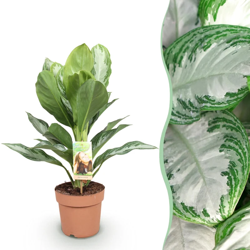 Aglaonema Silver Bay