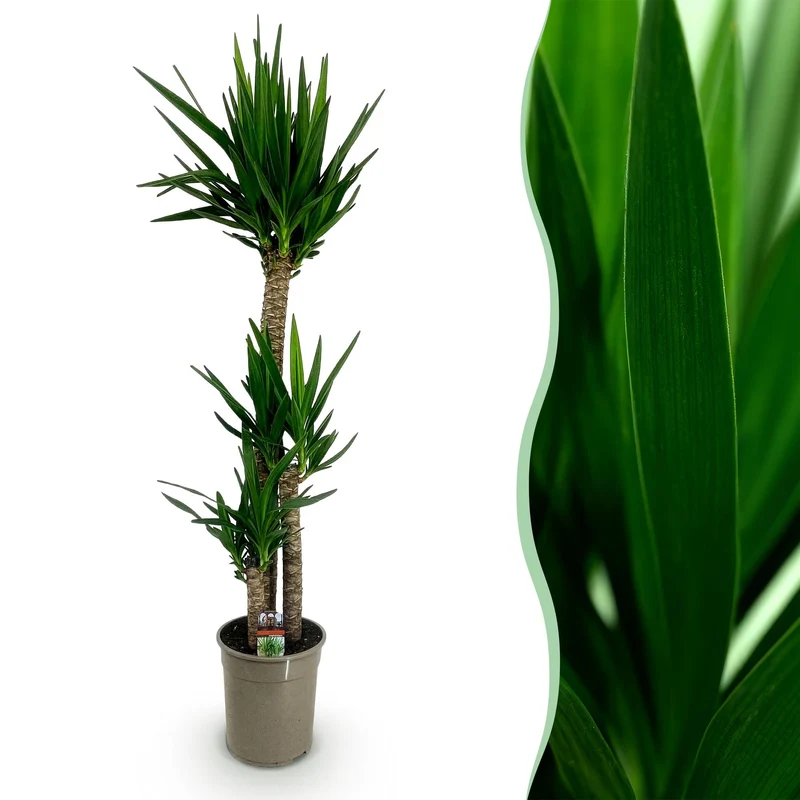 Yucca elephantipes