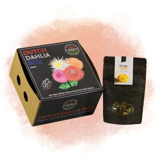 Dahliapakket M, set van 4 dahlia's + Mango Kokos Thee, geschenk