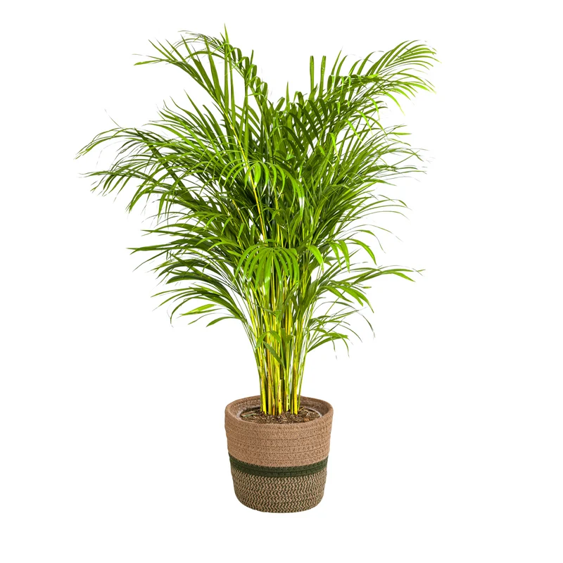 Dypsis Areca Lutescens met mand