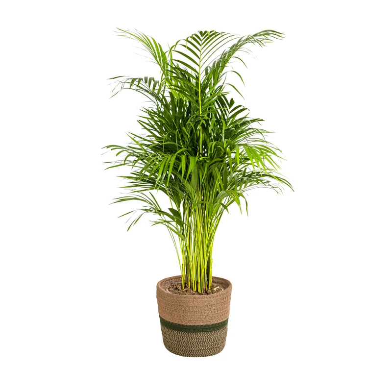 Dypsis Areca Lutescens met mand