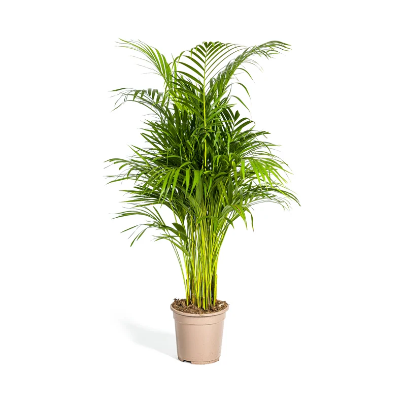 Dypsis Areca Lutescens