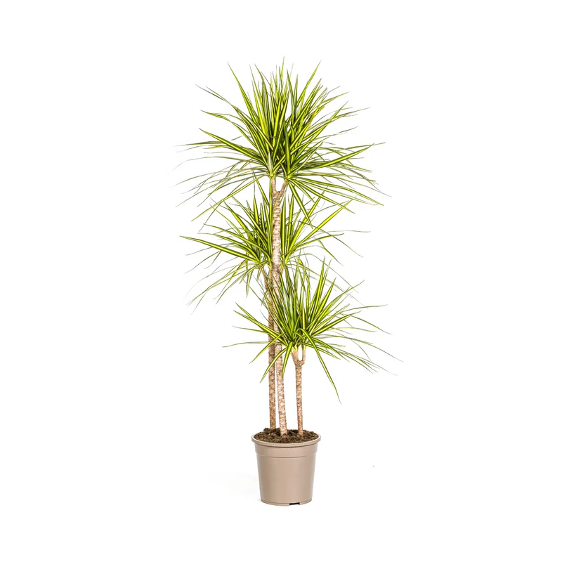 Dracaena Marginata Sunray
