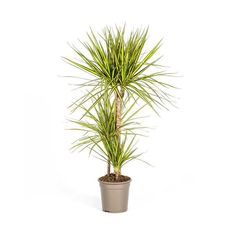 Dracaena Marginata Sunray