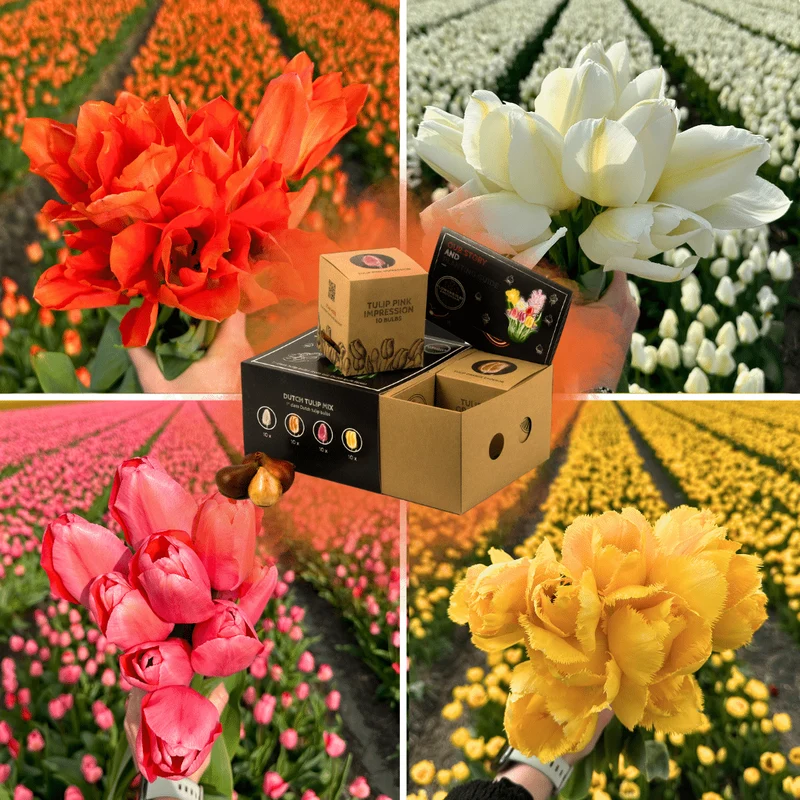 Tulpenmix, luxe pakket middel, 40 bloembollen voor 1 m² bloemenpracht, maat 12+