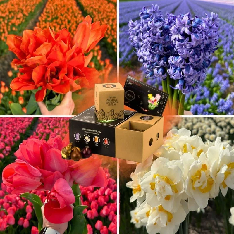Bloemenmix, luxe pakket middel, 40 bloembollen voor 1 m² bloemenpracht, maat 12+