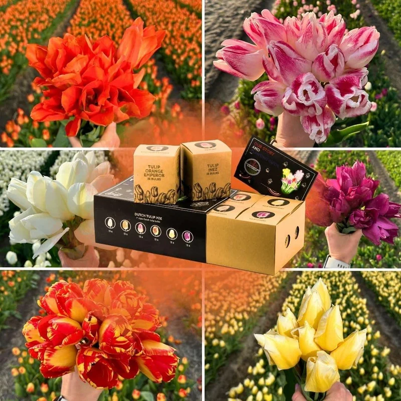 Tulpenmix, luxe pakket groot, 90 bloembollen voor 2,5 m² bloemenpracht, maat 12+