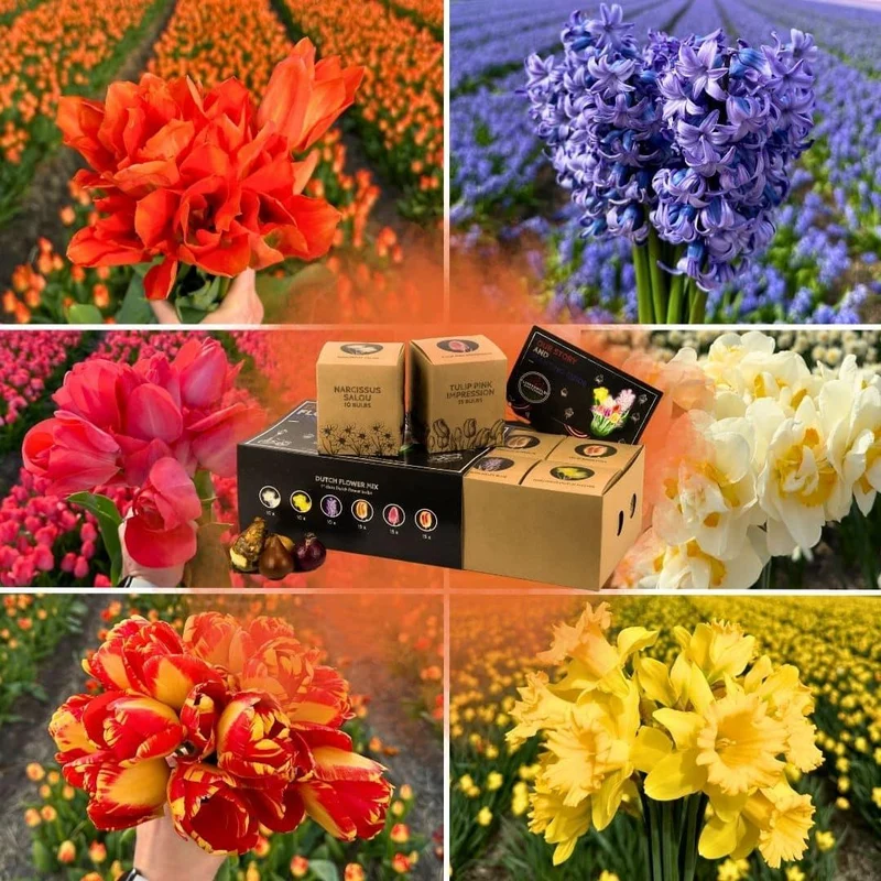 Bloemenmix, luxe pakket groot, 75 bloembollen voor 2 m² bloemenpracht, maat 12+
