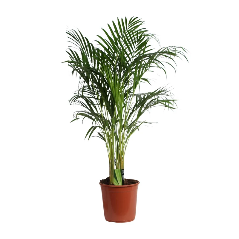 Dypsis Lutescens (Areca) A2