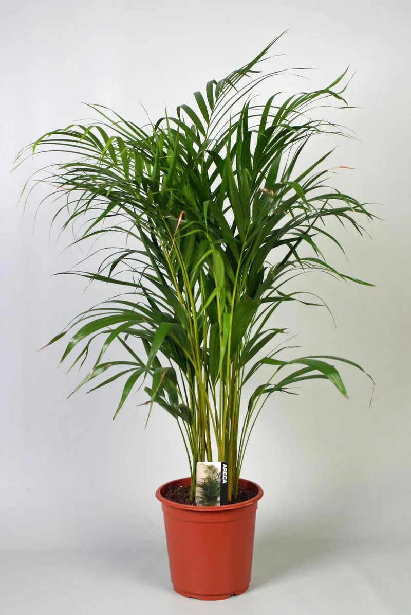 Dypsis Lutescens (Areca)
