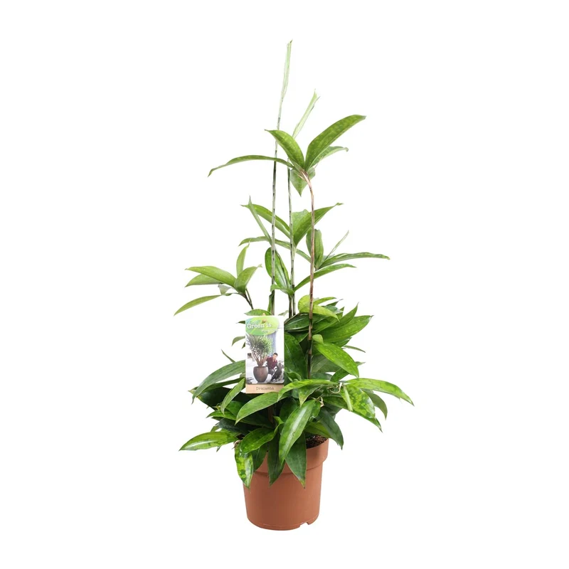 Dracaena Surculosa