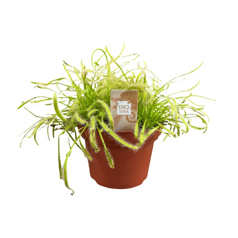 Drosera Capensis