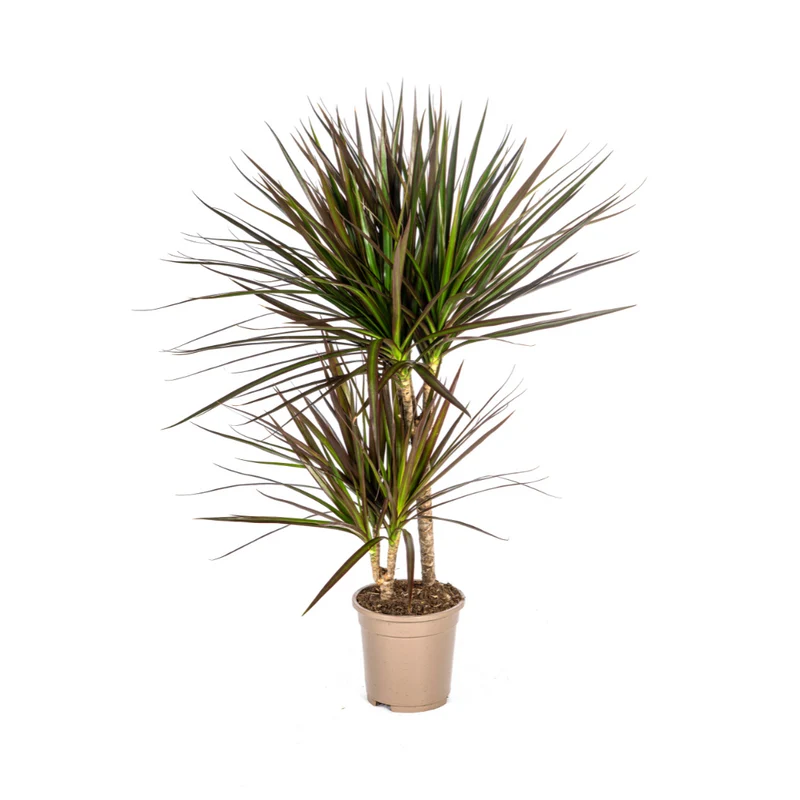 Dracaena Marginata Magenta
