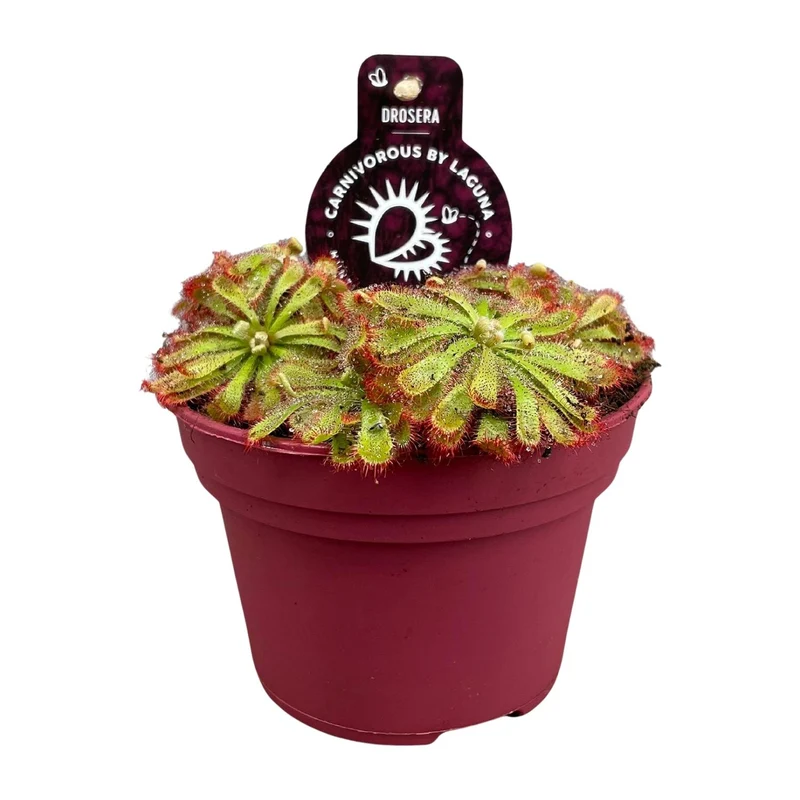 Drosera Aliciae