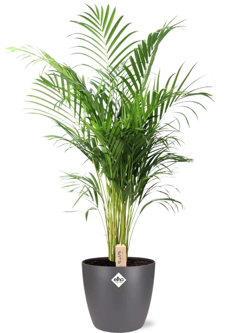 Dypsis Lutescens (Areca)