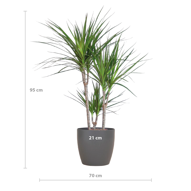 Dracaena Marginata met grijze pot