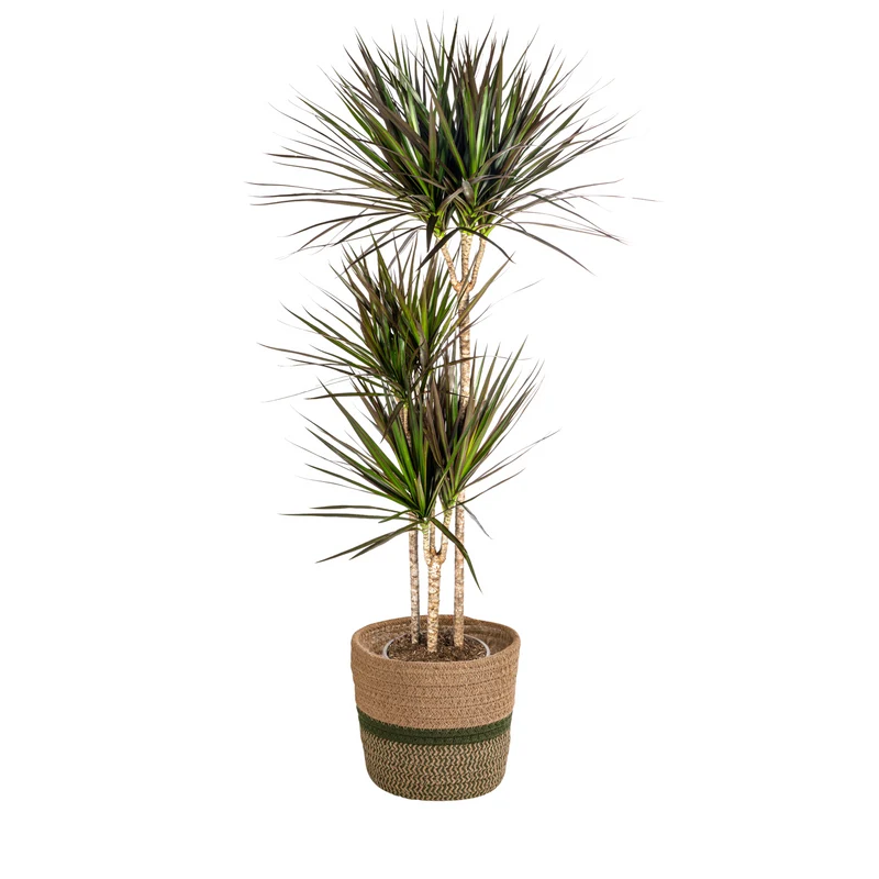 Dracaena Marginata Magenta met mand