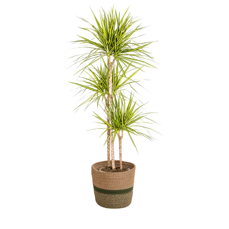 Dracaena Marginata Sunray met mand