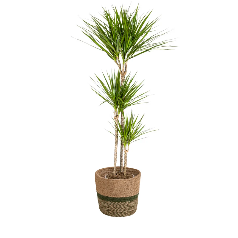 Dracaena Marginata Green met mand
