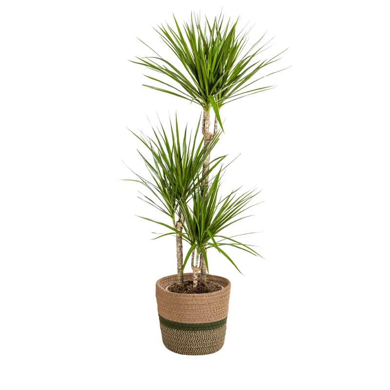 Dracaena Marginata Green met mand